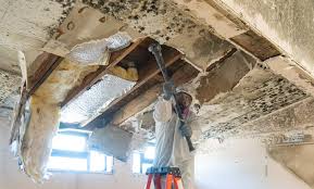 Best Mold Prevention Services  in Laguna Heights, TX